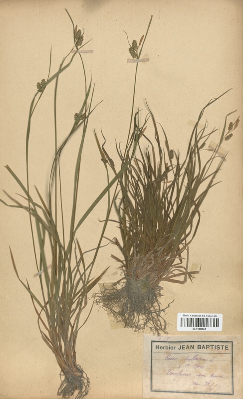 Carex pallescens (Cyperaceae)