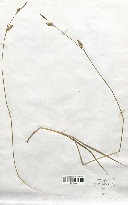 Carex panicea (Cyperaceae)