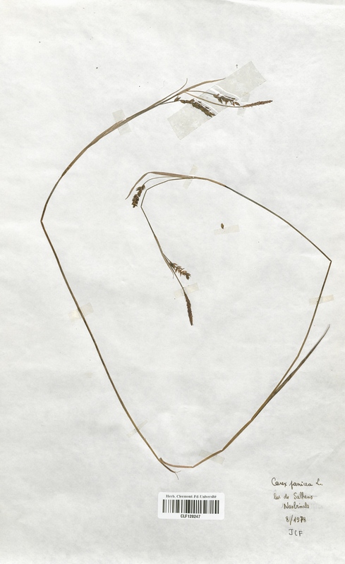 Carex panicea (Cyperaceae)
