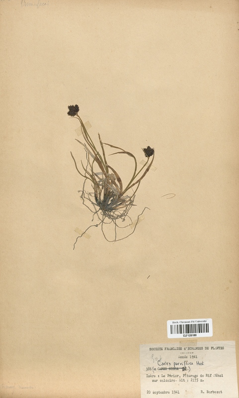 Carex parviflora (Cyperaceae)