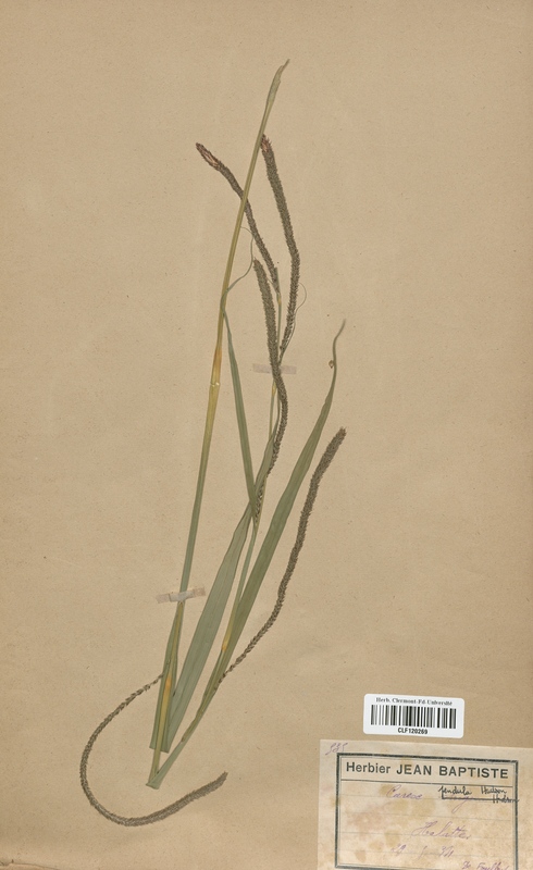 Carex pendula (Cyperaceae)