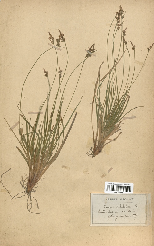 Carex pilulifera (Cyperaceae)