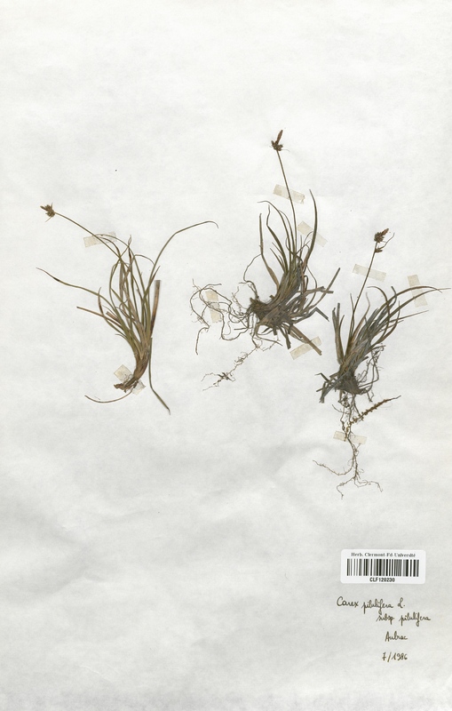 Carex pilulifera (Cyperaceae)