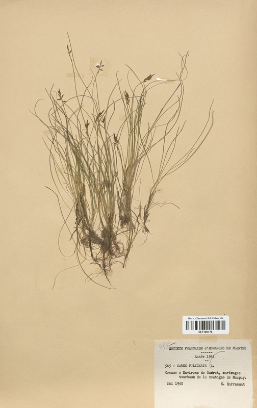 Carex pulicaris (Cyperaceae)