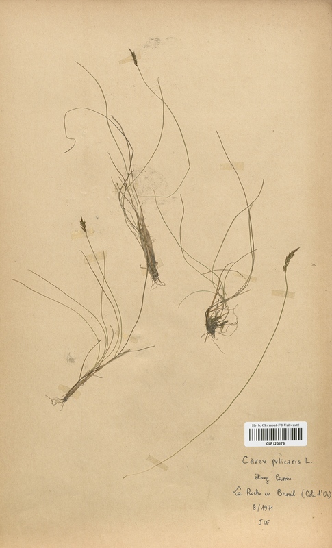 Carex pulicaris (Cyperaceae)