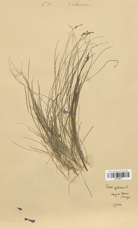 Carex pulicaris (Cyperaceae)