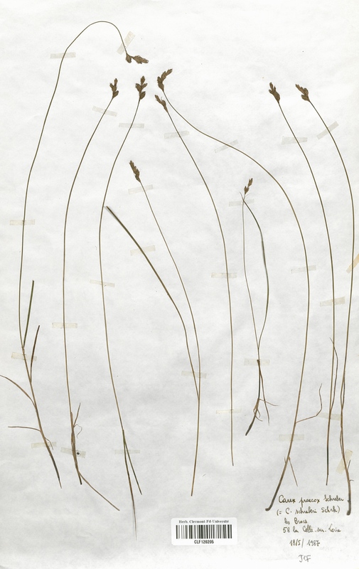 Carex praecox (Cyperaceae)