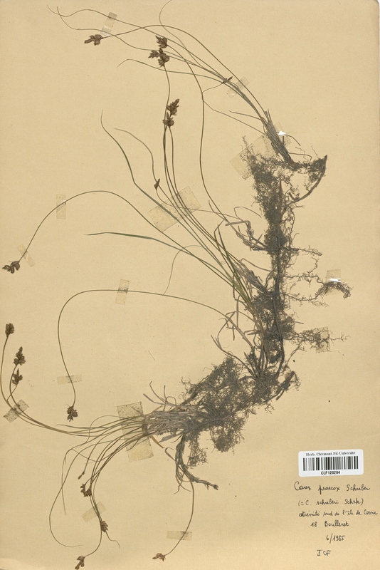 Carex praecox (Cyperaceae)