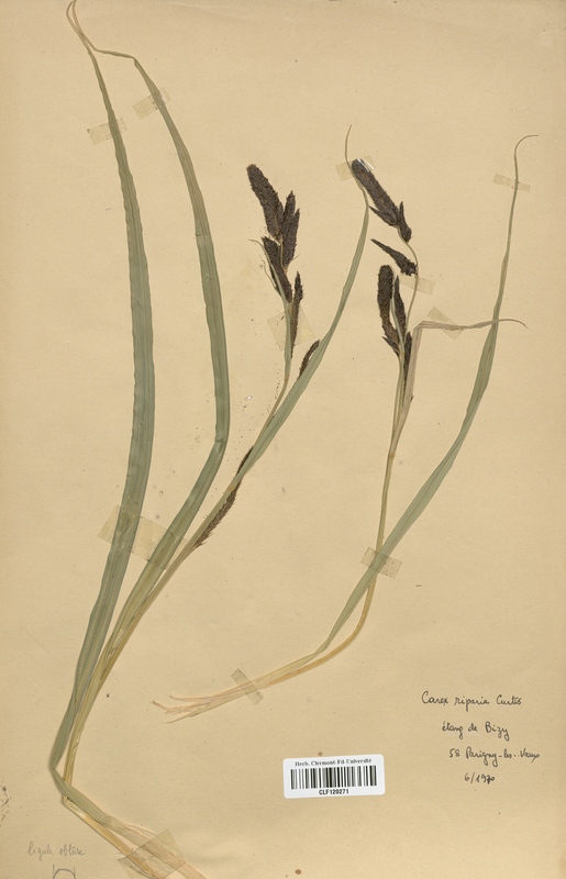 Carex riparia (Cyperaceae)