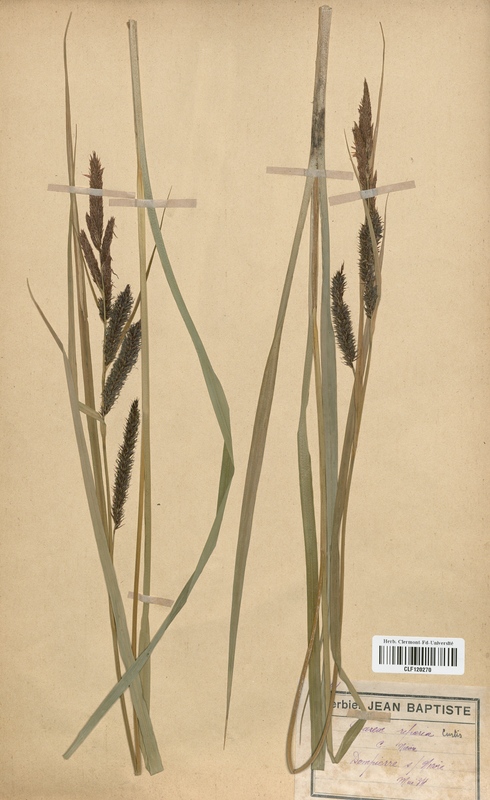 Carex riparia (Cyperaceae)