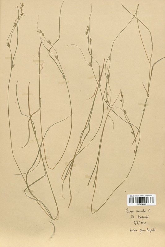 Carex remota (Cyperaceae)