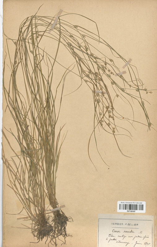 Carex remota (Cyperaceae)