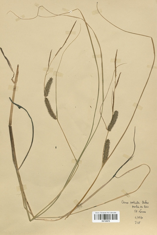 Carex rostrata (Cyperaceae)