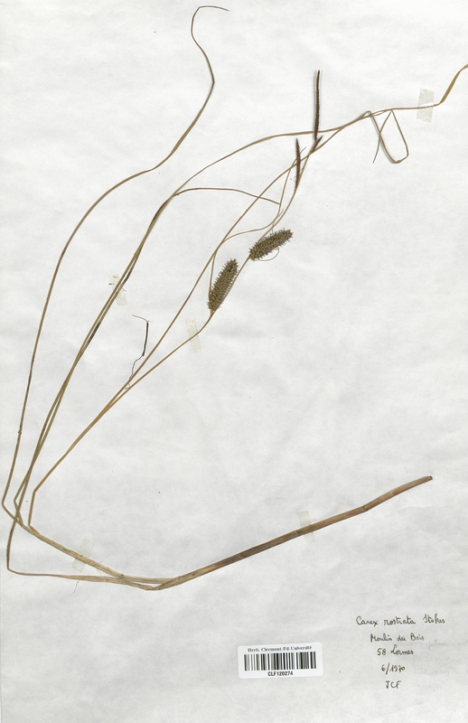 Carex rostrata (Cyperaceae)
