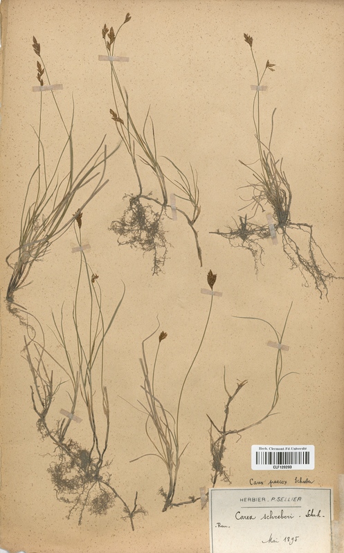 Carex schreberi (Cyperaceae)