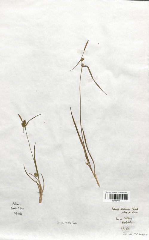 Carex serotina (Cyperaceae)