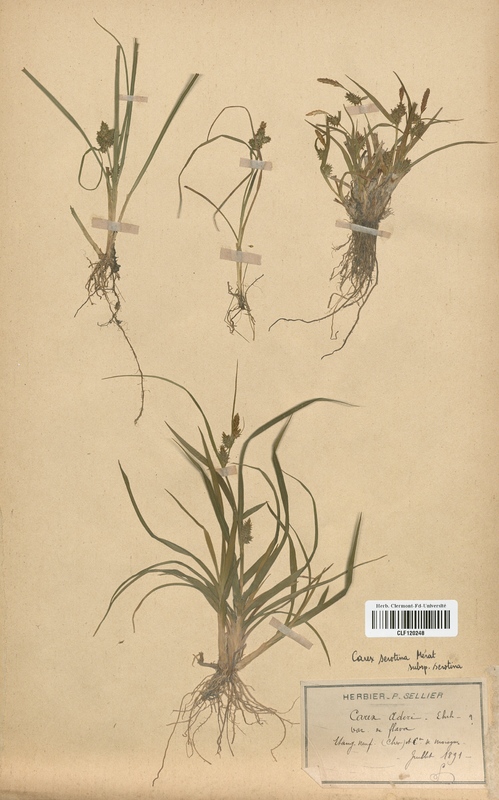 Carex serotina (Cyperaceae)