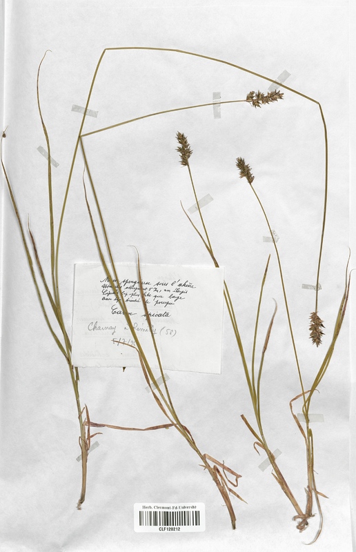 Carex spicata (Cyperaceae)