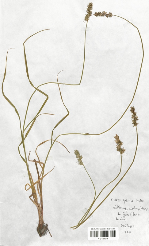 Carex spicata (Cyperaceae)