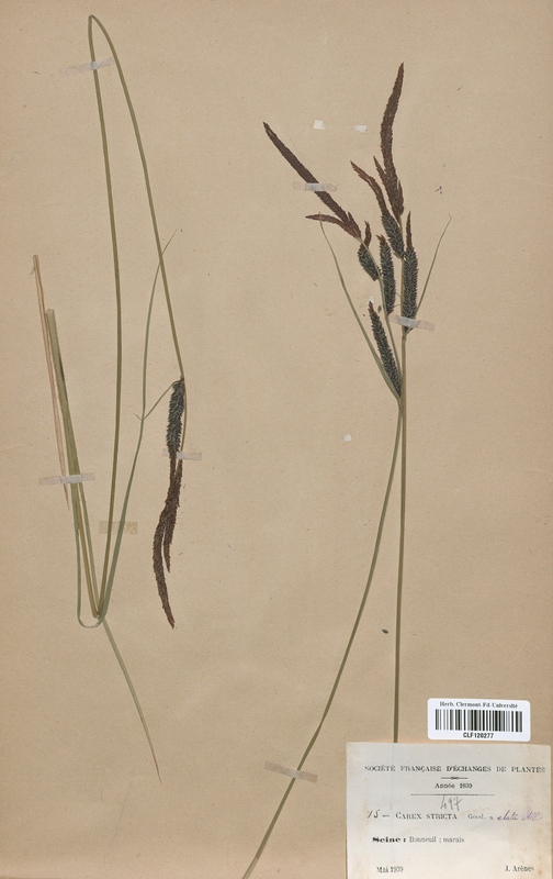 Carex stricta (Cyperaceae)