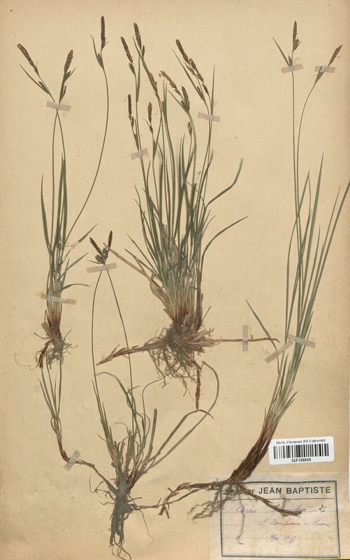 Carex tomentosa (Cyperaceae)