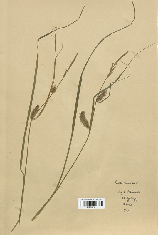 Carex vesicaria (Cyperaceae)