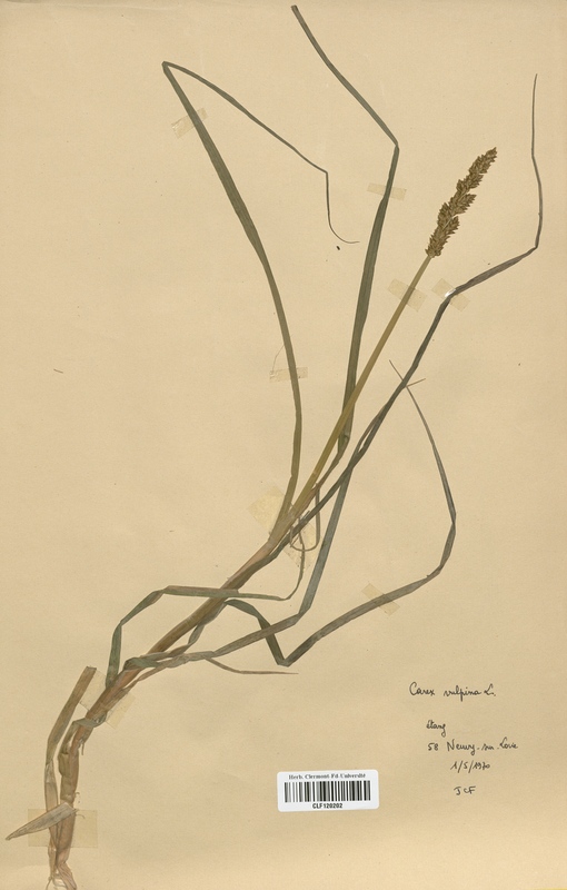 Carex vulpina (Cyperaceae)