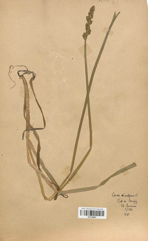 Carex vulpina (Cyperaceae)