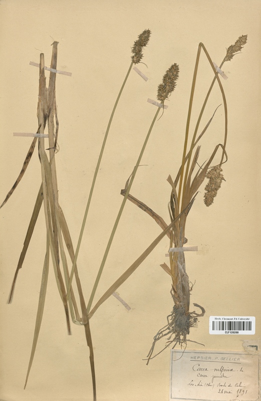 Carex vulpina (Cyperaceae)