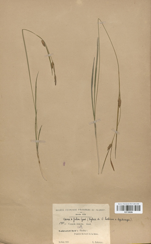 Carex x-fulva (Cyperaceae)