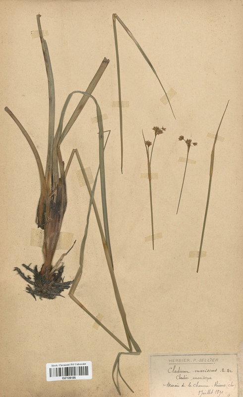 Cladium mariscus (Cyperaceae)