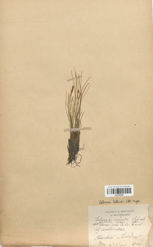 Cobresia bellardii (Cyperaceae)