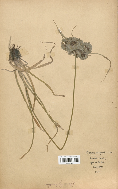 Cyperus eragrostis (Cyperaceae)