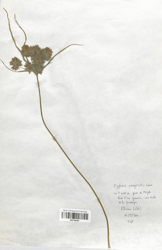 Cyperus eragrostis (Cyperaceae)
