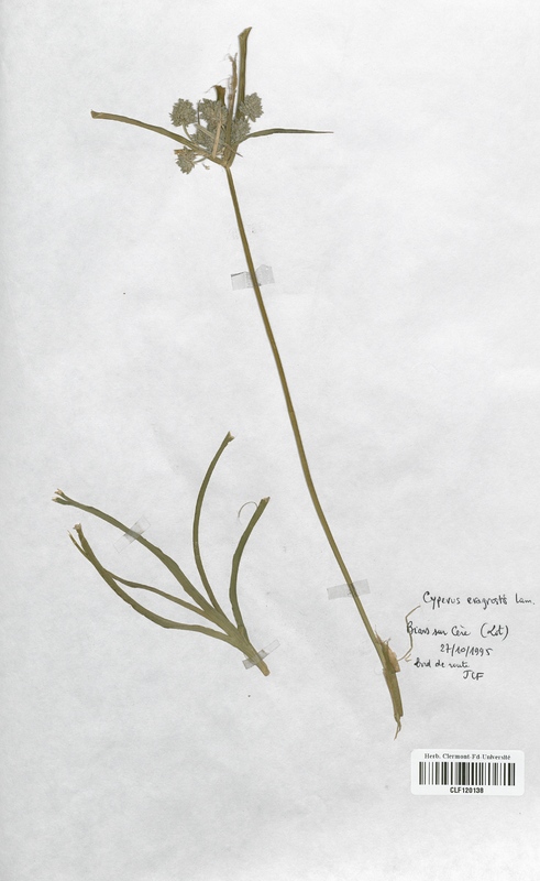 Cyperus eragrostis (Cyperaceae)