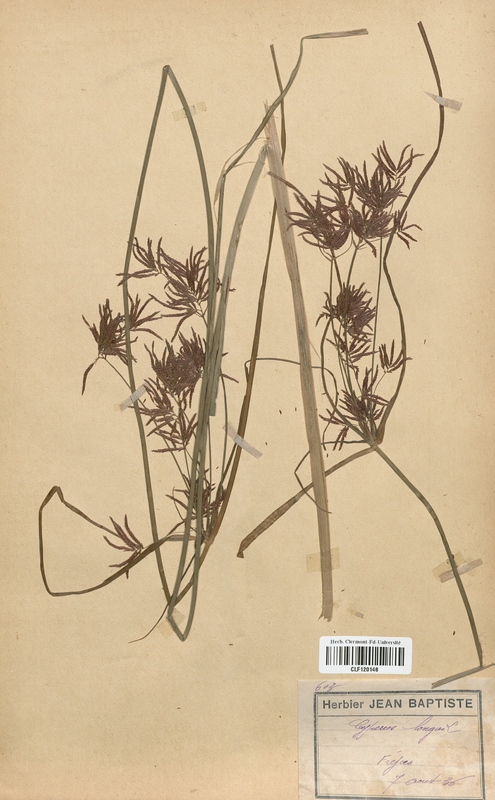 Cyperus longus (Cyperaceae)