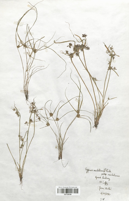 Cyperus michelianus (Cyperaceae)