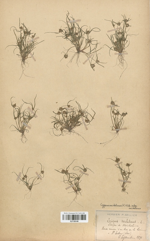 Cyperus michelianus (Cyperaceae)