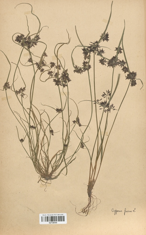 Cyperus fuscus (Cyperaceae)