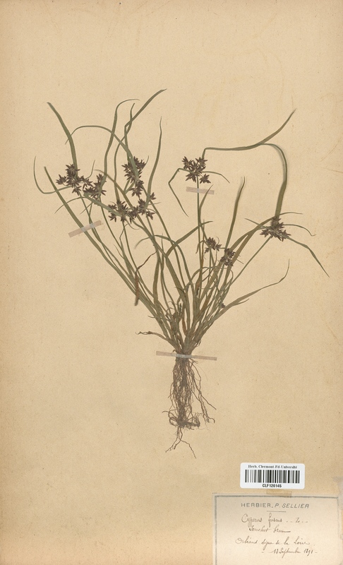 Cyperus fuscus (Cyperaceae)