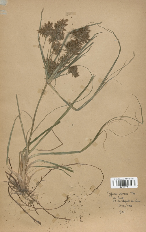 Cyperus aureus (Cyperaceae)