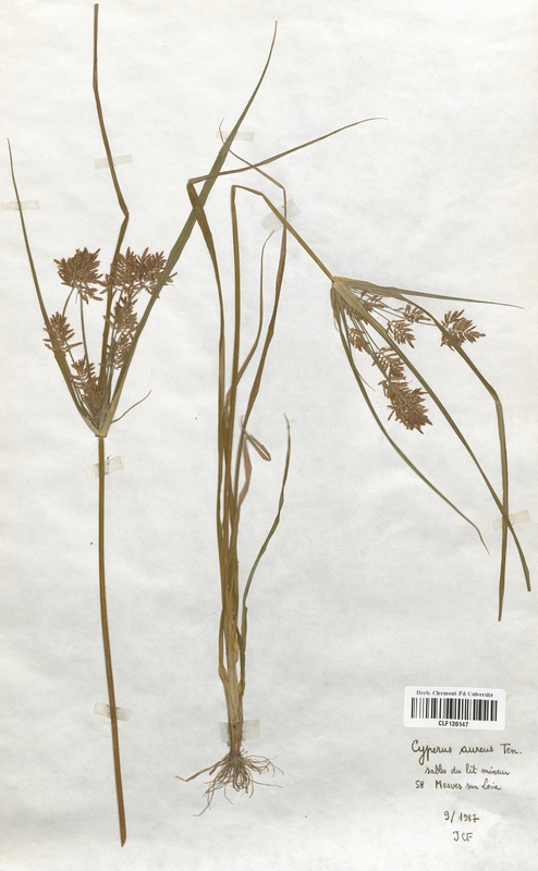 Cyperus aureus (Cyperaceae)