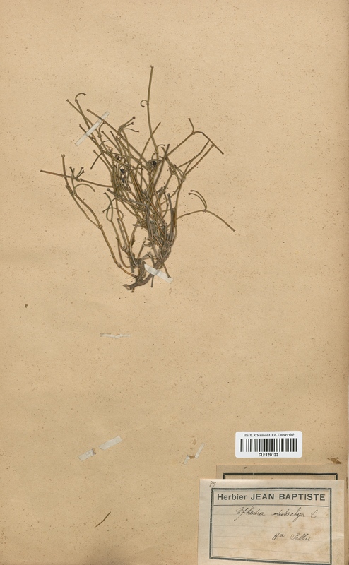 Ephedra destachya (Cyperaceae)