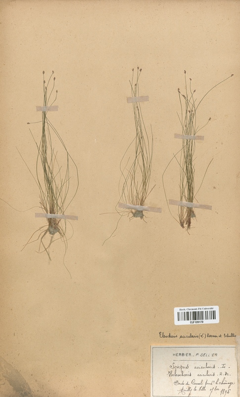 Eleocharis acicularis (Cyperaceae)