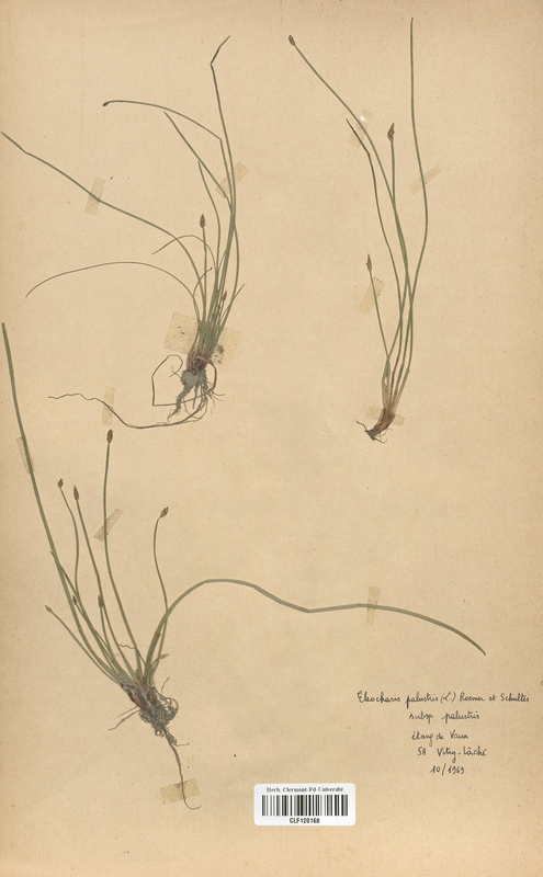 Eleocharis palustris (Cyperaceae)