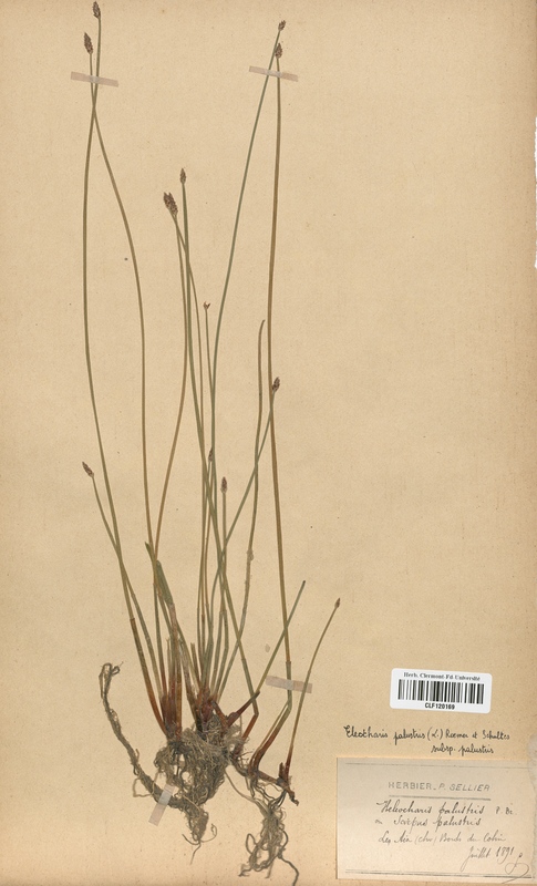 Eleocharis palustris (Cyperaceae)