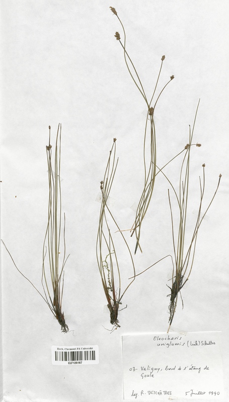 Eleocharis uniglumis (Cyperaceae)