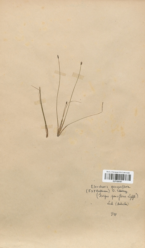 Eleocharis quinqueflora (Cyperaceae)