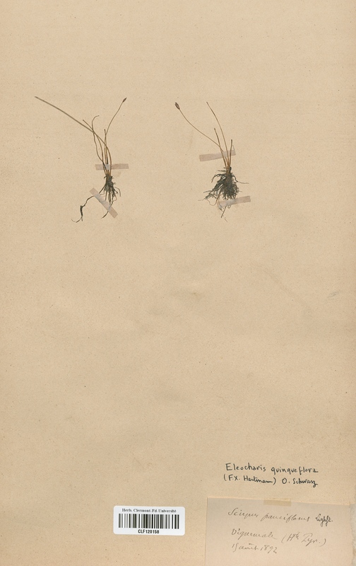 Eleocharis quinqueflora (Cyperaceae)