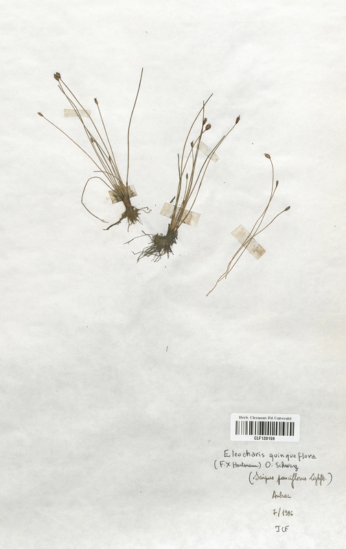 Eleocharis quinqueflora (Cyperaceae)